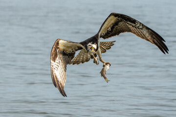 An osprey flying with a freshly caught fish