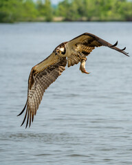An osprey flying with a freshly caught fish