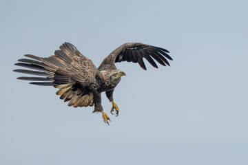 Juvenile American Bald eagle flying over a river