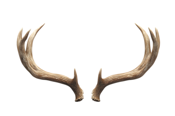 Antlers Isolated on Black Background Wildlife Hunting and Nature Photography Element
