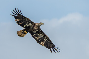 Juvenile American Bald eagle flying over a river