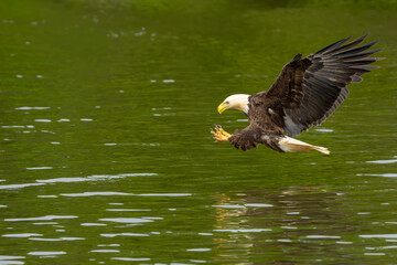 An American bald eagle flying down to catch a fish in a river