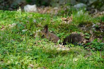 Curious Red Squirrel Sciurus vulgaris foraging amongst green grass and plants on the ground in a city park. Common urban wildlife animal observed in its natural habitat