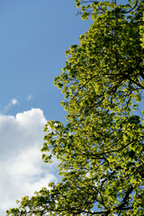 Looking up through fresh green spring tree crowns and branches towards a bright blue sky with white fluffy clouds. Beautiful nature background representing springtime growth