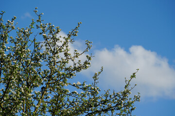 White spring blossoms on tree branches reach towards a bright blue sky featuring a fluffy white cloud. Beautiful nature scene comparing white flowers and cloud in springtime