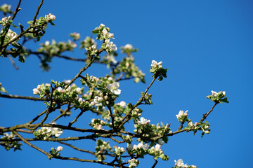 Branches of a flowering apple tree Malus covered in white spring blossoms stand out against a clear deep blue sky. Beautiful vibrant nature scene celebrating renewal