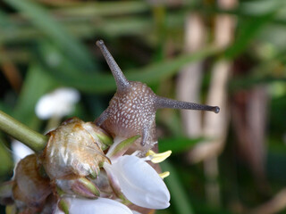 Garden snail (Cornu aspersum) feeding on a snowy mermaid flower