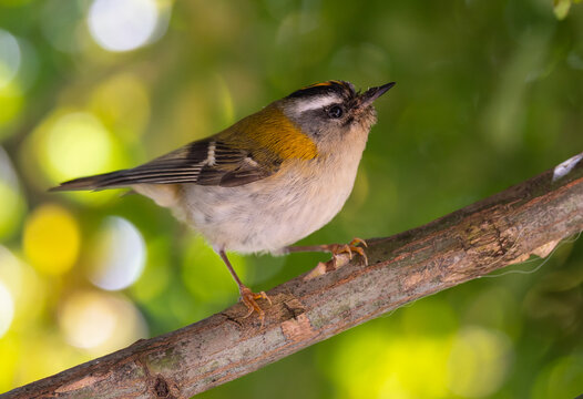 The firecrest, one of the smallest birds in European avifauna. At first glance, it appears as a generally plump bird, with greenish hues and a head adorned with a characteristic striped pattern.