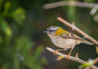 Fototapeta premium The firecrest, one of the smallest birds in European avifauna. At first glance, it appears as a generally plump bird, with greenish hues and a head adorned with a characteristic striped pattern.