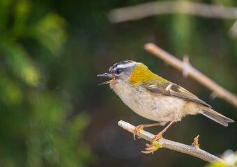 Obraz premium The firecrest, one of the smallest birds in European avifauna. At first glance, it appears as a generally plump bird, with greenish hues and a head adorned with a characteristic striped pattern.