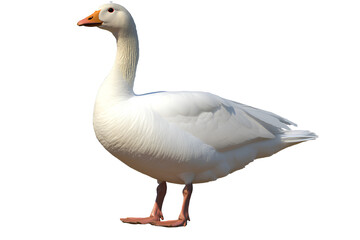 Obraz premium White geese, full-body photograph of the animal, transparent background