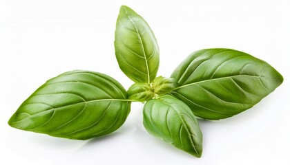 Fototapeta premium basil leaves isolated