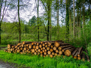 Markierte und abholbereite Baumstämme im Mischwald im Frühjahr