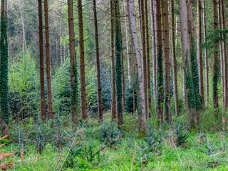 Wiederaufforstung im Mischwald im Frühjahr