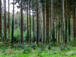 Wiederaufforstung im Mischwald im Frühjahr