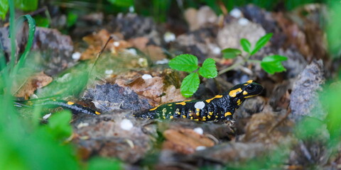 Lovely colourful amphibian Salamandra salamandra aka fire salamander in his habitat is hidden in...