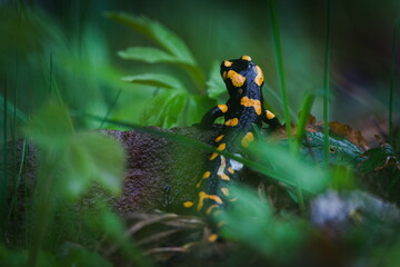 Lovely colourful amphibian Salamandra salamandra aka fire salamander in his habitat is hidden in...