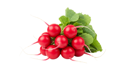 A group of fresh radishes with vibrant red skin and green leaves isolated on a black background scene