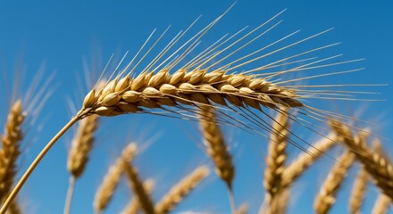 Wheat Field: Golden Grain Harvest Against Blue Sky