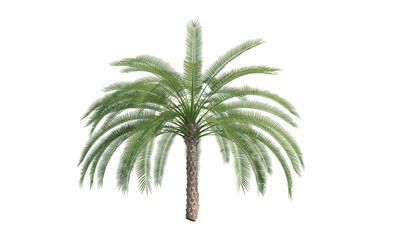 Obraz premium Date Palm front view png alpha channel