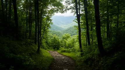 Obraz premium A peaceful mountain trail lined with tall trees, leading to a serene overlook with panoramic views of surrounding hills.