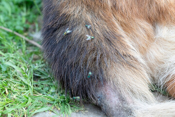 Green blow flies gathering on a dog's fur in nature