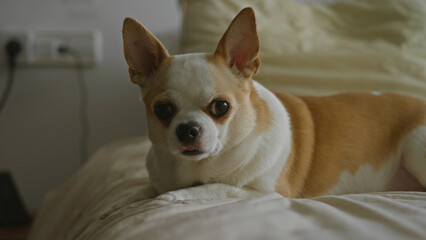 Chihuahua dog resting comfortably on a bed in a cozy bedroom setting at home, showcasing its smooth white and brown fur.