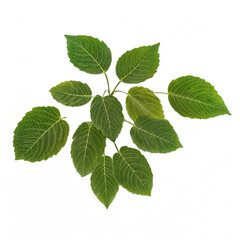 A cluster of vibrant green leaves with serrated edges and prominent veins is displayed against a clean white background, showcasing natural beauty and detail.