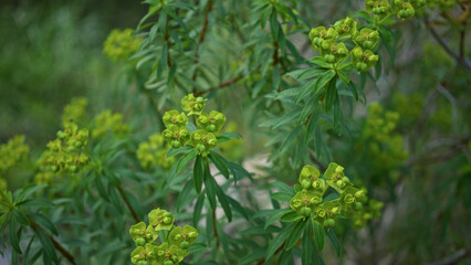 Closeup view of vibrant euphorbia characias with green clusters in outdoor mallorca setting showcasing mediterranean nature's lush foliage
