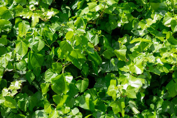Lush Green Ivy Leaves in Sunlight