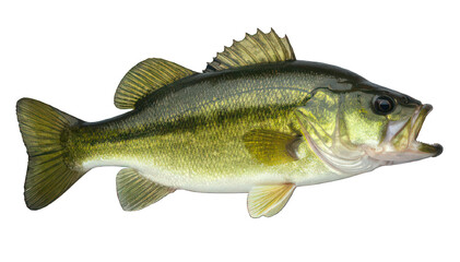 Largemouth Bass Isolated on White Background &ndash; High Resolution Freshwater Game Fish Photo