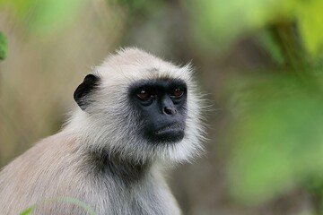 緑背景のハヌマンラングールの顔のアップ