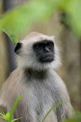 見つめるハヌマンラングールのポートレート