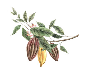 Cacao tree branch with green leaves and three yellow and brown cacao fruits, pink flowers. Watercolor botanical illustration for food packaging, book illustrations, confectionery branding.