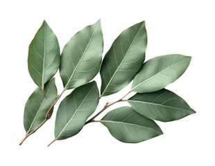 Gathering bay leaves nature scene botanical greenery isolated on transparent background