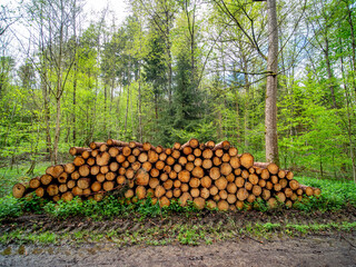 Markierte und abholbereite Baumstämme im Mischwald im Frühjahr