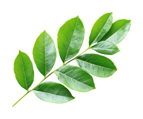 Fresh green curry leaves on a plant nature isolated on transparent background