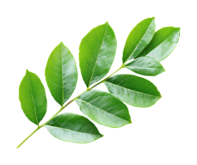 Fresh green curry leaves on a plant nature isolated on transparent background