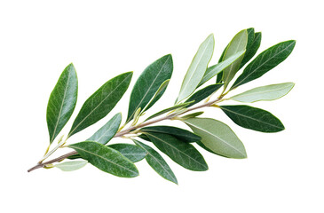 Fresh olive leaves natural botanical green foliage isolated on transparent background