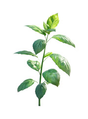 Growing green leaves botanical study plant life isolated on transparent background