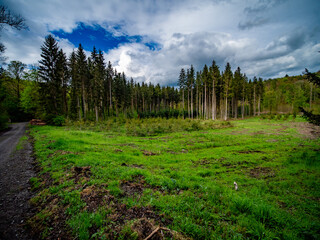 Wiederaufforstung im Mischwald im Frühjahr