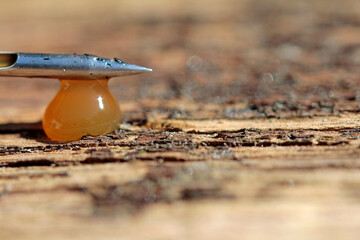 A thick drop of effective microorganisms