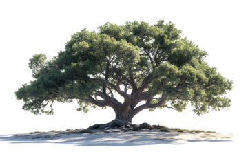 Large ancient tree with lush green leaves isolated on a white background