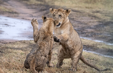 Playing Lion Cubs