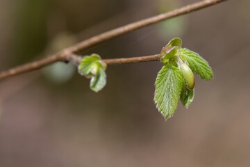 Macro shot of common Hazel (corylus avellana) leaves sprouting