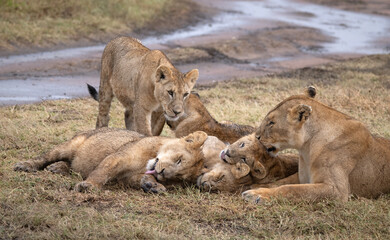 Playing Lion Cubs