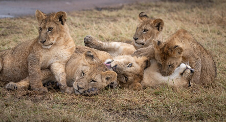 Tussling Lion Cubs