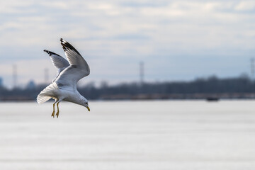 Ring-billed gull in flight looking down at the water for fish.