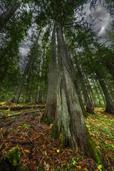 Hobo Cedar Grove Botanical Area with Western Red Cedar (Thuja plicata) in Idaho