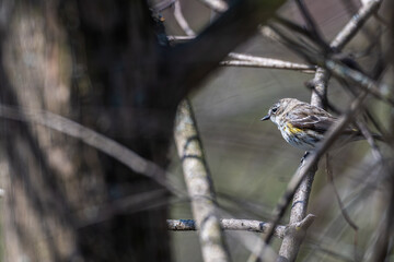 Myrtle warbler perched in a tree.